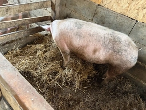 purceluca montate - imagine 3