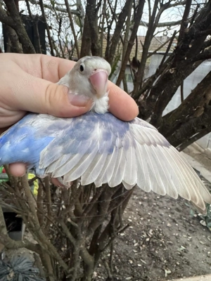 Vând femela agapornis