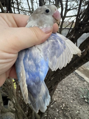 Vând femela agapornis - imagine 2