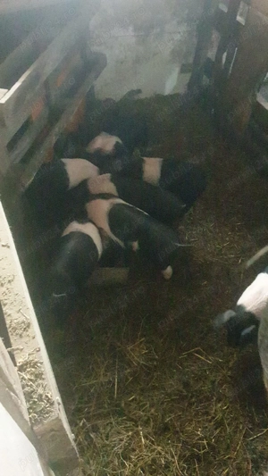 Porci bazna de vânzare - imagine 2