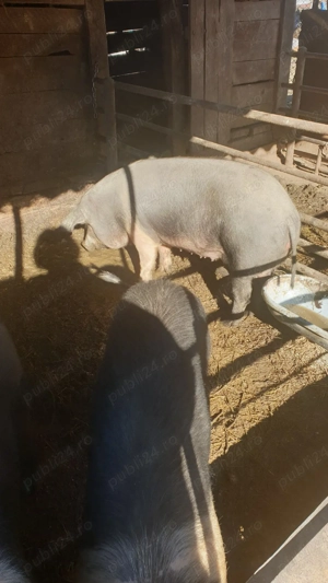 Porci bazna de vânzare - imagine 5