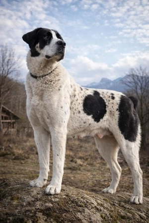  Căței Asia Centrală   exemplare superbe, disponibili imediat - imagine 4