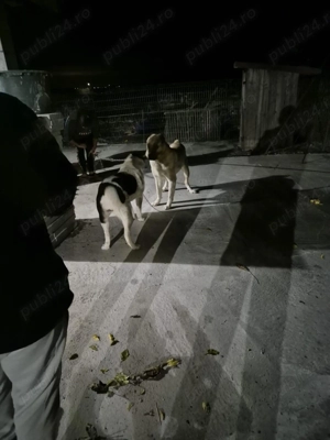  Căței Asia Centrală   exemplare superbe, disponibili imediat - imagine 5