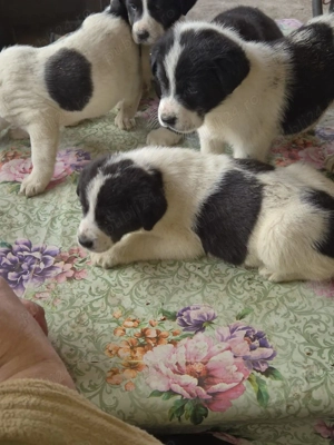  Căței Asia Centrală   exemplare superbe, disponibili imediat - imagine 2