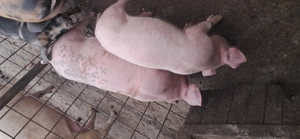 Vând purcei 14 saptamani - imagine 3