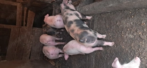 Vând purcei 14 saptamani - imagine 4