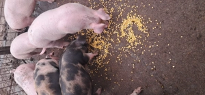 Vând purcei 14 saptamani - imagine 5