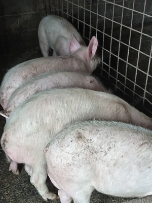 Vând purcei  - imagine 3