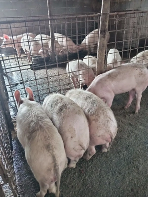 Vând purcei  - imagine 5