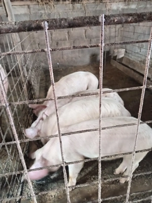 Vând purcei  - imagine 4