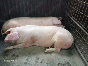 Scroafa de vânzare pentru sacrificare 