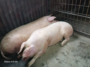 Scroafa de vânzare pentru sacrificare  - imagine 2