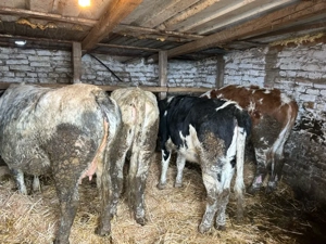 cinci vitele si o junica gestanta 