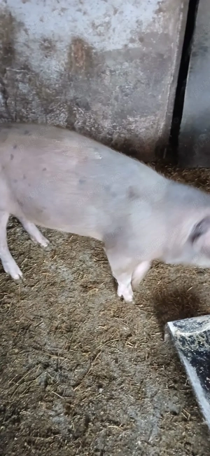 vand porci duroc - imagine 2