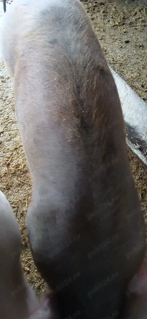 vand porci duroc - imagine 4