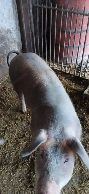 vand porci duroc - imagine 3