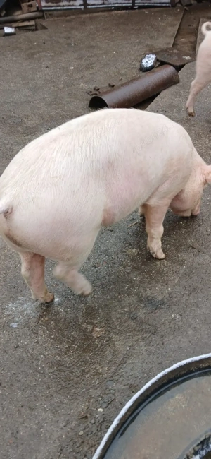 vand porci - imagine 3