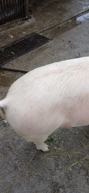 vand porci - imagine 5