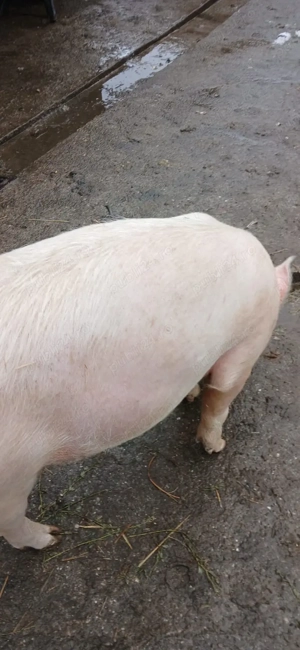 vand porci - imagine 4
