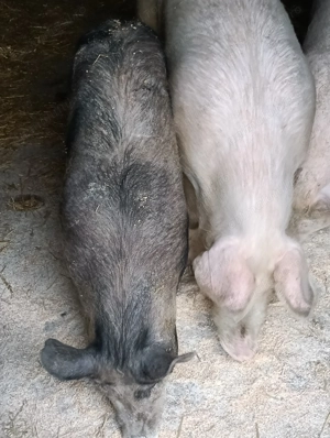 De vânzare scrofițe Corlățel MH 