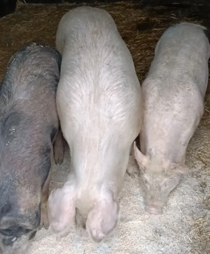 De vânzare scrofițe Corlățel MH  - imagine 2