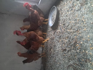 Vând cocoși din primavara