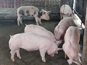 Soldanei 50-55 kg - imagine 2