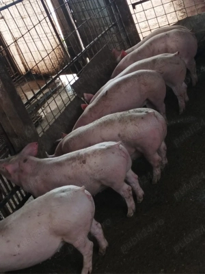 Soldanei 50-55 kg - imagine 3