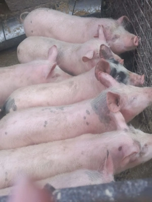 Vand purcei de casa - imagine 2