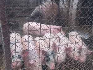 Vand purcei de casa - imagine 3