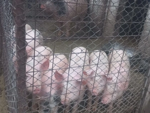 Vand purcei de casa - imagine 4