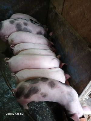 Purcei de vânzare, crescuți in gospodărie