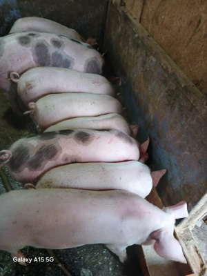 Purcei de vânzare, crescuți in gospodărie - imagine 2