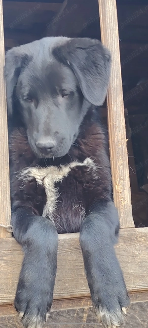 Catelusa metis Corb si Kangal in varsta de 7 luni - imagine 2