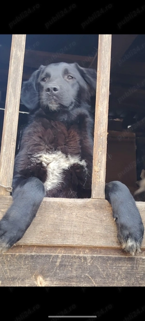 Catelusa metis Corb si Kangal in varsta de 7 luni