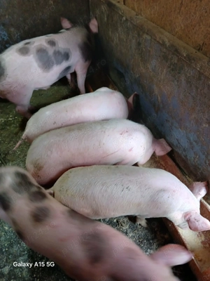 Purcei de vânzare, crescuți in gospodărie - imagine 4