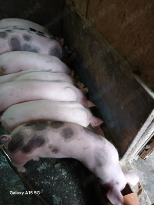 Purcei de vânzare, crescuți in gospodărie - imagine 3