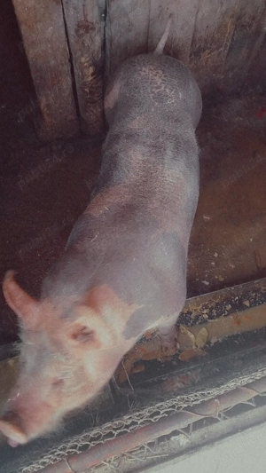 Vând porc Petrean castrat 90 kg.  - imagine 2