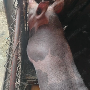 Vând porc Petrean castrat 90 kg.  - imagine 3