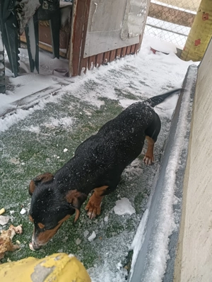 Vând câine rasa Teckel varsta 7 luni 