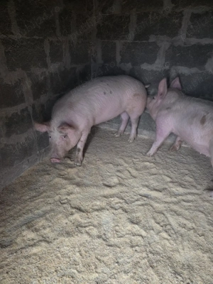 porci de vanzare - imagine 5