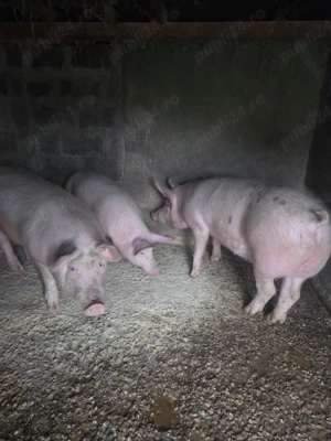 porci de vanzare - imagine 3