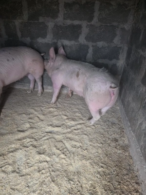 porci de vanzare - imagine 4