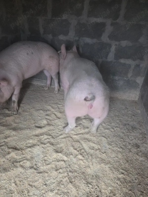 porci de vanzare - imagine 2