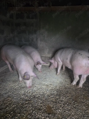 porci de vanzare