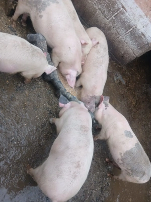 Purcei de vanzare crescuti natural - imagine 3