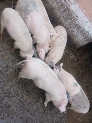 Purcei de vanzare crescuti natural - imagine 2