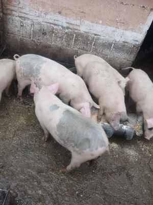 Purcei de vanzare crescuti natural - imagine 4