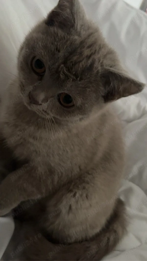 Vând pui de british shorthair 