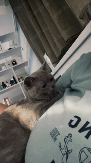 Vând pui de british shorthair  - imagine 2